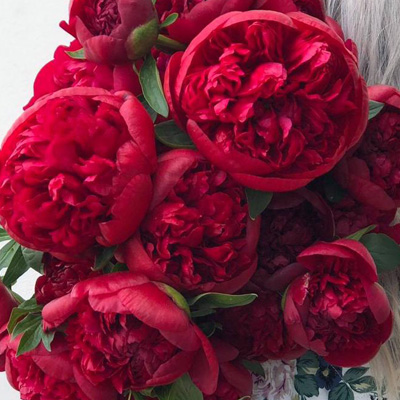 diana ferrari peonies